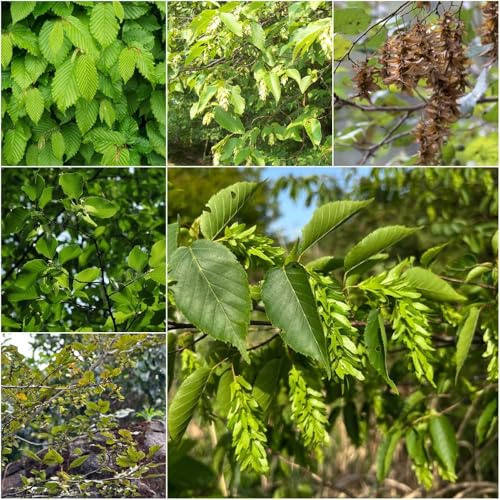 Semillas de seto de carpe para exterior jardín rocas tallo resistente perennes resistentes ornamental jardín 150pcs