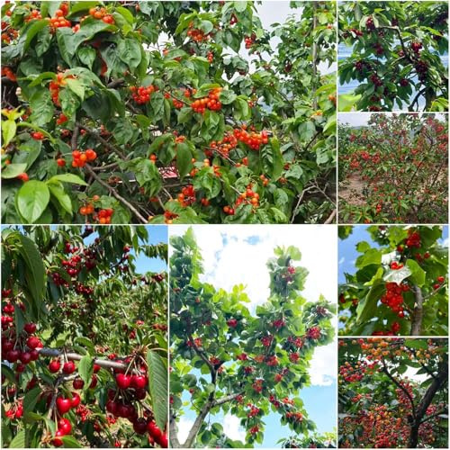kirschbaum - bonsai kirschen - Seltene - topfpflanzen stauden baumsamen garden outdoor winterhart draußen obstsamen 200samen