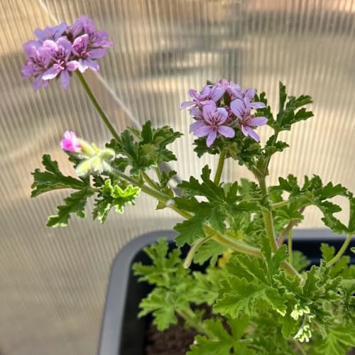 Semi di geranio limone, giardino resistenti da balcone 20pcs