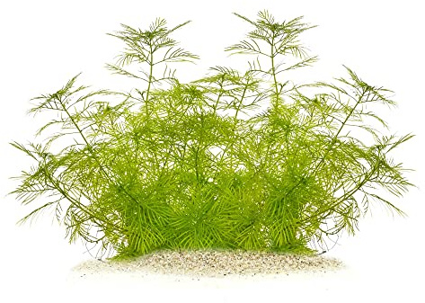 Myriophyllum mattogrossense - Tausendblatt in vitro XL - 8,5cm Bechergröße - Hintergrund Wasserpflanzen für Aquarien