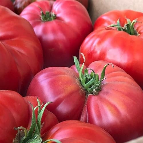 Buy4Seeds Tomato Brandywine RED 60 Finest Seeds Easy to
