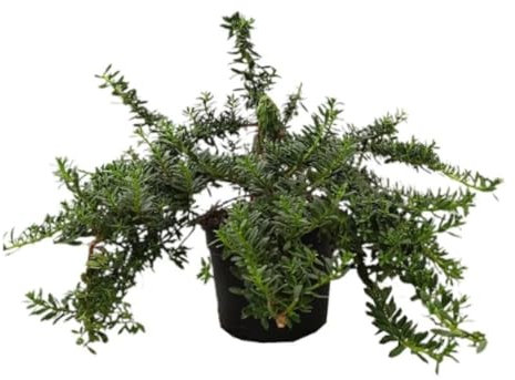 Planta natural Myoporum Parvifolium, 40 cm. Planta tapizante. Planta rastrera con hojas pequeñas, ideal para cubrir suelos. Segura Garden.