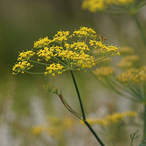 Blumixx Stauden Foeniculum vulgare – Fenchel, gelb blühend, winterharte Staude, duftend, für Garten