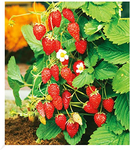 BALDUR Garten Monatserdbeere, 1 Pflanze, winterhart, blühend, Fragaria vesca, immertragende Sorte, sehr robust, nicht anfällig für Krankheiten und Schädlinge
