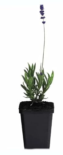Planta Viva de Lavanda para Terraza, Casa y Jardín