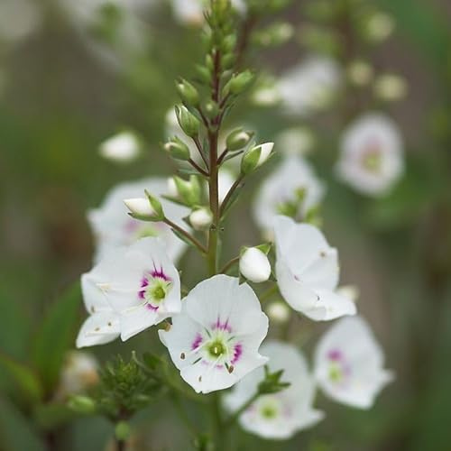 Parahebe 'Avalanche' (P) – Semi-Evergreen Perennial with White Blooms, Perfect for Ground Cover & Bees – by Park Farm Plants (3 x Plug Plants)