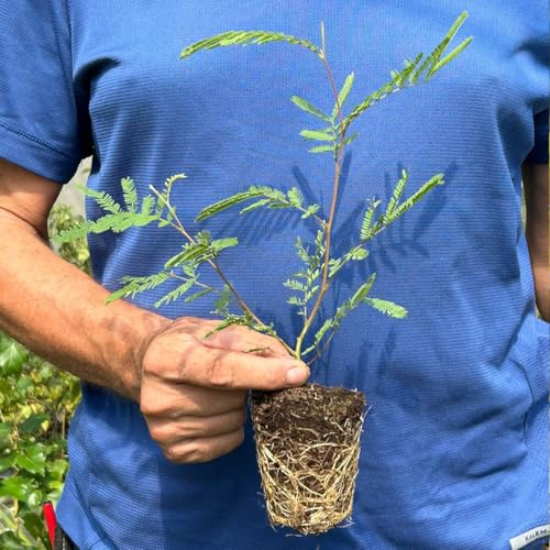 Mimosa Acacia dealbata pianta in vaso biodegradabile ø8 cm h. 60/100 cm Vivaio di Castelletto