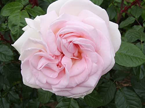 'Prince Jardinier' Floribunda Rose - Beautiful Medium Sized Pale Pink Blooms - Fragrant - 4lt Potted