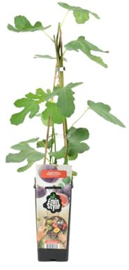 Bloomique - Ficus carica ‘Brown Turkey’ - Fico - Albero da frutto - Piante da giardino - Resistente al freddo - Alta 50-70 cm - Vaso 15 cm
