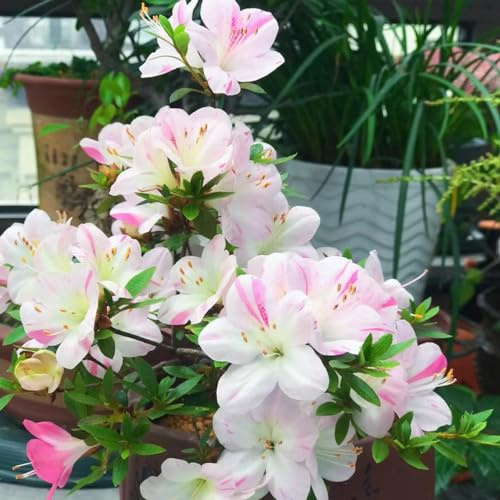 semillas resistentes de azalea - Decoración jardín exteriores Variedades antiguas 20pcs