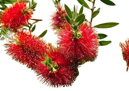 Calistemon Arbusto Natural Árbol de Exterior con Follaje Verde