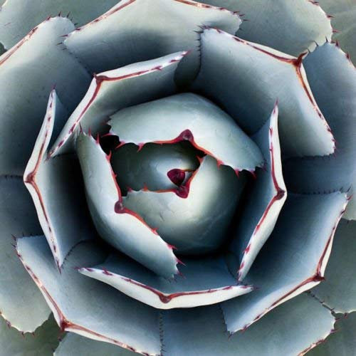 15 semi di pianta verde Agave PARRYI