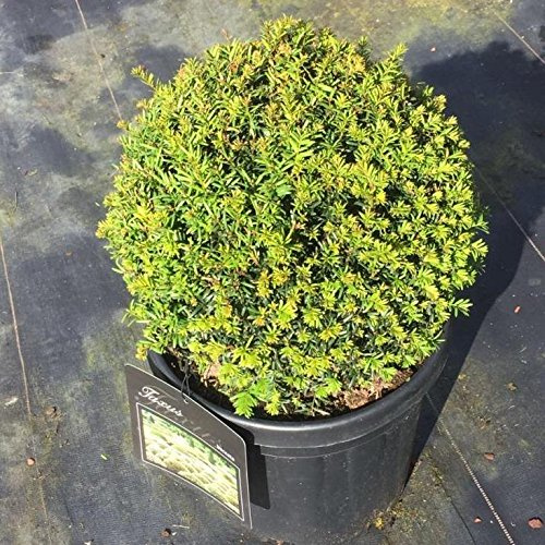 Grüner Garten Shop Taxus baccata Kugel einheimische Eibe in Kugelform ca.30 cm Durchmesser, im 12 Liter Topf