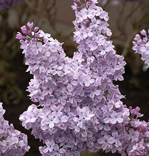Edelflieder Michael Buchner 40-60cm - Syringa vulgaris - lebende Gartenpflanze aus den Baumschulen