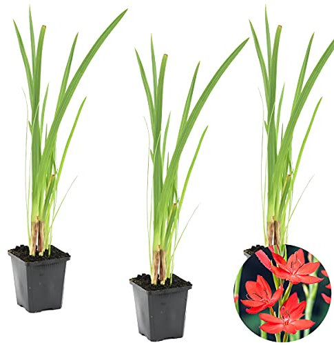 Bloomique - 3er Set - Schizostylis Coccinea - Spaltgriffel - Rosa - Teichpflanzen Winterhart - Wasserpflanzen - Zone 1-2 - Höhe 30-40 cm - Topf 9 cm