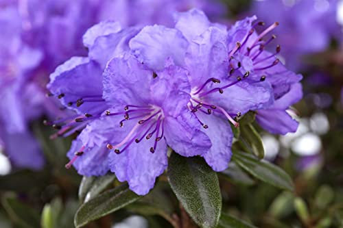 Rhododendron impeditum 'Saint Merryn' 30-40 cm - Zwerg-Rhododendron, violette Blüten, Blütezeit April-Mai, ideal für Kübel, winterhart, pflegeleicht