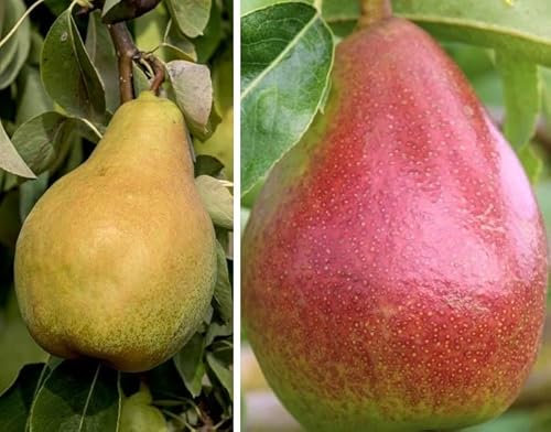 Duo-Birnenbaum mit den Sorten Gute Luise & Rote Williams ca. 140-160cm im 10L-Topf