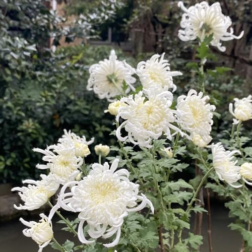 semi di crisantemo - in vaso tappezzanti rialzata Giardino roccioso: resistenti al pieno sole arredamento del soggiorno da appartamento 750pcs