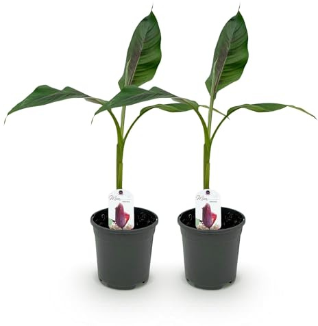 Bananenpflanze Musa sikkimensis Red Tiger – 2 Pflanzen – Winterhart – Obstpflanze – Ø17 cm, Höhe ca. 40 cm – Exotische Gartenbanane mit auffälligen rot-grünen Blättern