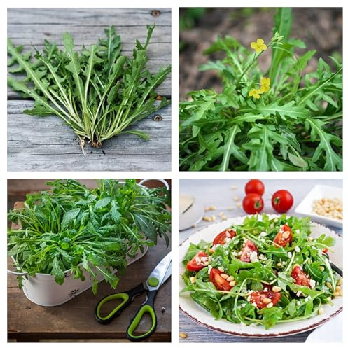 Semi di Rucola Selvatica, Ruchetta Selvatica per Insalate, Ricca di Vitamina C, Acido Folico, Calcio, Potassio e Magnesio, 1000 Semi