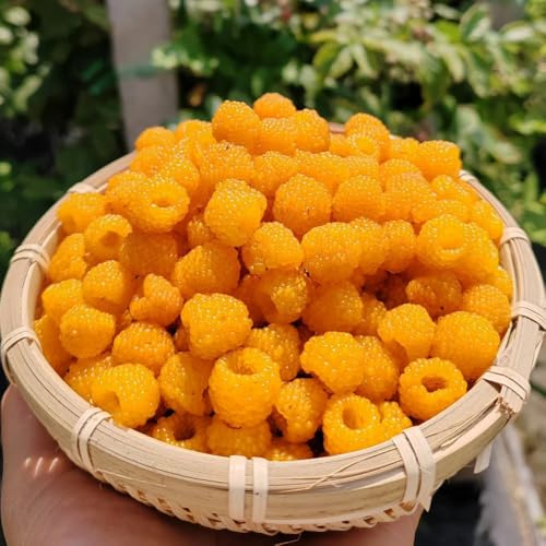 semi di lampone - lampone - giardino di resistente, decorazione del giardino per esterno, 45pcs
