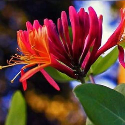 3 x Geissblatt Red World (Lonicera) - Rot/Orange & Immergrün | 3 x Kletterpflanzen - 3 kaufen /2 bezahlen - Mehrjährig & Winterhart | 3 x 1,5 Liter Töpfe