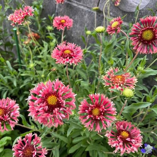 kokardenblume - garten winterharte balkonpflanzen winterhart frühlingsblumen kräutergarten blumensamen mehrjährig winterhart, balkon - Seltene 100samen