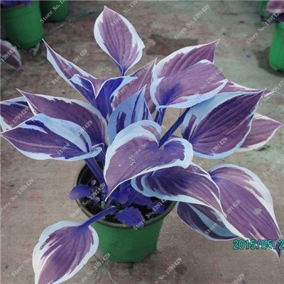 Exotique Hosta Graine de plantes Quatre Saisons fleurs vivaces Mixte Plantain Lily Fleur Couvre-sol Fleur Graine Jardin Fournitures 1 50pcs