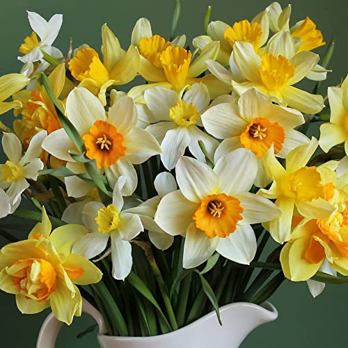 100 x Yellow Daffodil Bulbs Narcissus ‘Spring Flowering Mix’ Stunning Bright Flowers Brightens Up The Garden Perfect for Beds, Borders and Containers Daffodil Bulbs by Thompson and Morgan (100)