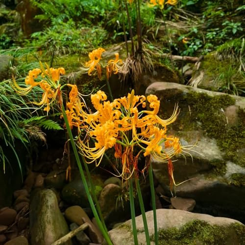 10 pz bulbi lycoris radiata, sono resistenti di giglio ragno, pietra rara