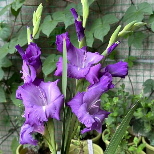 gladiolen hochbeet balkon pflanzenkübel garten blumendeko dachbegrünung deko büro büropflanzen zimmerpflanzen hochbeett winterharte kübelpflanzen pflanztöpfe blumenzwiebeln mehrjährig 3zwiebeln