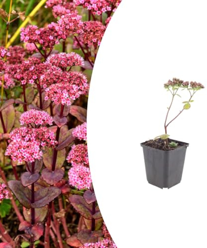Sedum 'Matrona' | 6 Pflanzen - 10-25cm - Ø9cm - Gartenpflanze