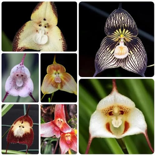 semi di orchidea faccia di scimmia, orchidea testa di scimmia Dracula simia, orchidea, perenni resistenti all'esterno 20pcs