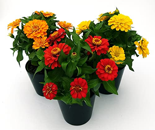 POWERS TO FLOWERS - ZINNIA TRIS ROSSA, GIALLA, ARANCIO, 3 PIANTE VASO 13CM, pianta vera