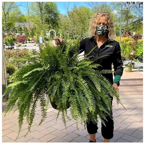 UV Resistant Lifelike Artificial Boston Fern - 2024 New Faux Boston Ferns Outdoor Planter Large, Realistic Fake Feen Hanging Silk Fern Stems Indoor Basket Plant Urn Fillers Front Porch (4, Green)