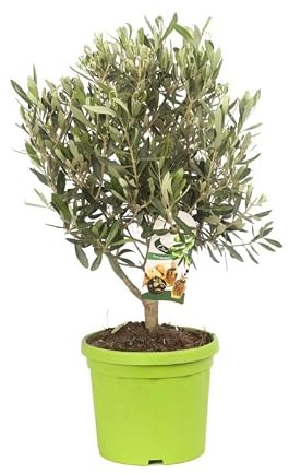 Olivier Buisson Olea Europaea Buisson 30/40 cm Pot 18cm - Plante En Pot - Floraison Mai à Juin Exposition - Hauteur 30/40 Cm - Exposition Soleil Sol