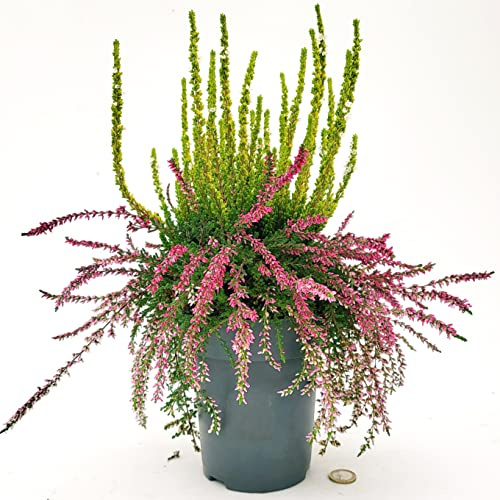 POWERS TO FLOWERS - ERICA RASTA. CALLUNA PENDENTE ed ERICA CALLUNA ARBOREA COLTIVATE ASSIEME. VASO ALTO 14 CM DIAMETRO, Piante Vere
