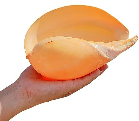 COYOUCO Coquillages, coquilles de conques Naturelles Idéal pour Fish Tank Décor de Mariage Plage Thème Fête Décorations de Maison Bricolage Artisanat Air Plants,A