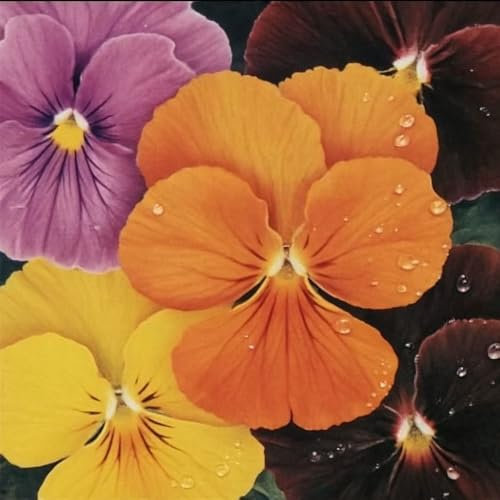 Pansy Clear Crystals Mixed Seeds – Bright & Beautiful Blooms – Hardy Annual – Easy to Grow – Create Stunning Displays