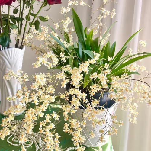 orchidea oncidium, d'appartamento purificatrici d'aria giardino di interno ufficio sempreverdi resistenti esterno in vaso rampicanti, giardino roccioso 25semi