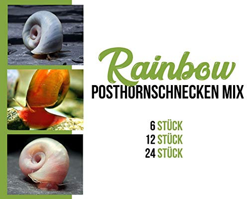 Garnelen Posthornschnecken Mix - Rainbow - Aquarium Schnecken - Algenvernichter Aquarium Algenbekämpfung, Menge:24 STK.