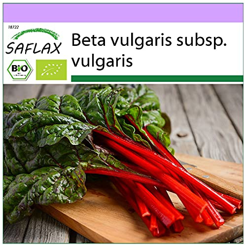 SAFLAX - Ecológico - Acelga blanca (betabel) - 50 semillas - Beta vulgaris