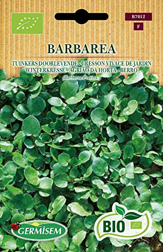 Germisem Winterkresse BARBAREA, ECBIO7012