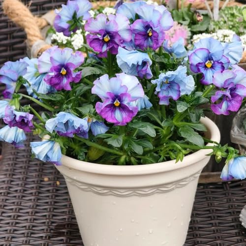 viola cornuta, semi di viola cornuta decorazione organica per balcone giardino, balcone di selvatici esotici d'appartamento rare 500semi