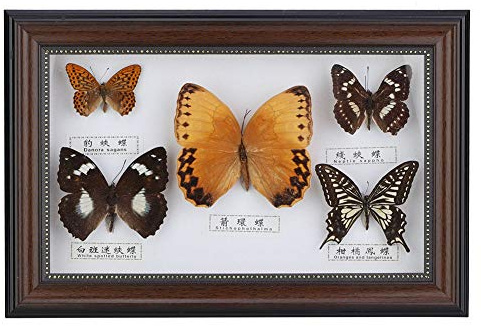 Spécimen de Papillons Cadre D'artisanat Véritable Papillon encadré, Cadre D'affichage de Spécimen de Papillon Collection de Taxidermie D'artisanat pour Bureau à Domicile