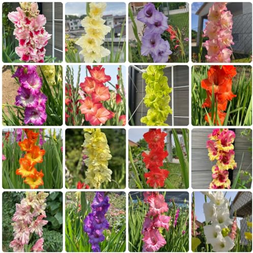 10bulbi I di gladiolo sono perenni resistenti rare, balcone di gladiolo Le da giardino sono perenni resistenti a primaverile