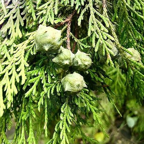 semi resistenti di cipresso - vecchie varietà da giardino roccioso da appartamento esotiche 50pcs