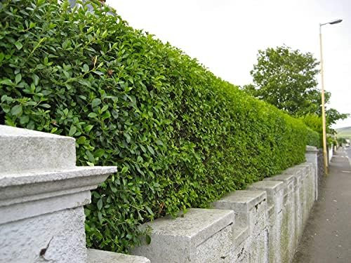 F&G Supplies Green Privet (Ligustrum ovalifolium) Evergreen Bare Root Hedging Plants Sapling for an Instant Hedge - Easy to Grow (Single - Packs of 10) (1, 1-2ft (30-60cm))