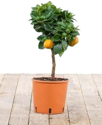 Mini Naranjo de Interior Natural Árbol Cítrico