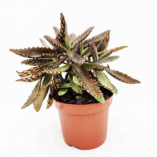 Kalanchoe Daigremontiana Planta Curativa Holística Descubre la Curación Holística con esta Planta Viva